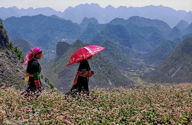 Buckwheat Flower Season