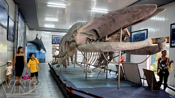 Humpback Whale Skeleton. A humpback whale skeleton of
