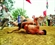 La lucha libre en la aldea de Sinh