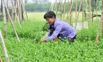 Rau thơm Đông Dư