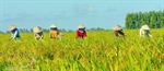 Làm giàu từ cây lúa
