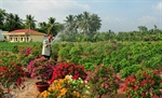 Hoa kiểng Chợ Lách