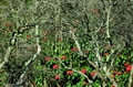 Красная пуансеттия на плоскогорье