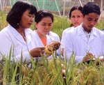  La «Mère» des variétés de riz hybrides