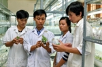 Biotecnología en el sector agrícola de Vietnam