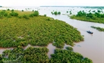 Revival of Mangrove Forests