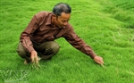 Cỏ nhung Phú Diễn