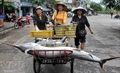 Sôi động nghề cá Cát Bà