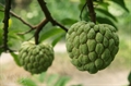 婆淀番荔枝