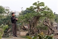 Nam Định phát triển nghề trồng cây cảnh