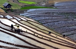 Trasplante de plántulas de arroz en Hoang Su Phi