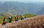 Temporada de flores de alforfón