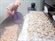 Nhật Bản bỏ kiểm tra trifluralin đối với tôm của Việt Nam