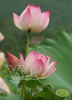 Lotus Flowers from Hanoi

