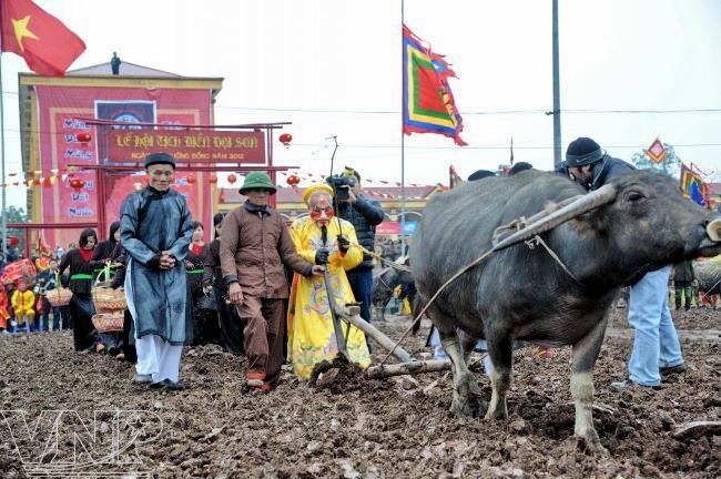 Un vieux notable dans le rôle du roi Lê Daï Hành descendant au champ pour labourer la terre entamant les cérémonies de la fête Tich Diên.
