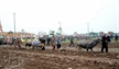 Les paysans descendant en foule aux champs pour labourer la terre.