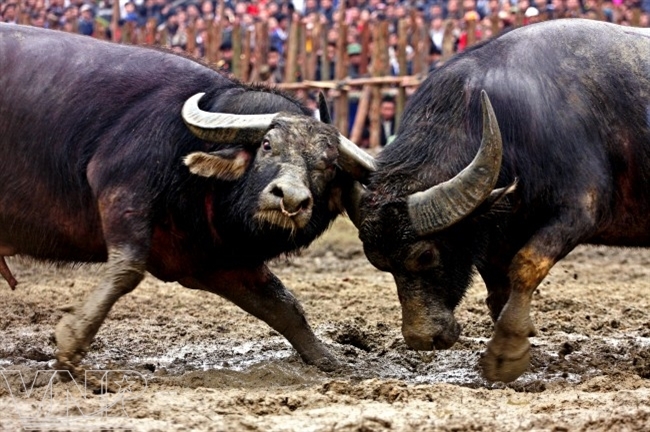 Miếng khóa sừng lợi hại.