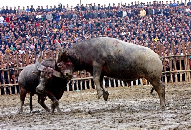 Một cú húc đầu chí mạng.