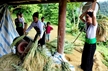  Plucking rice under the floor. Photo: Thong Thien