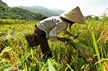 When going to harvest rice, the Thai people often bring with them coong to weed to prepare for new cultivation. Photo: Thong Thien