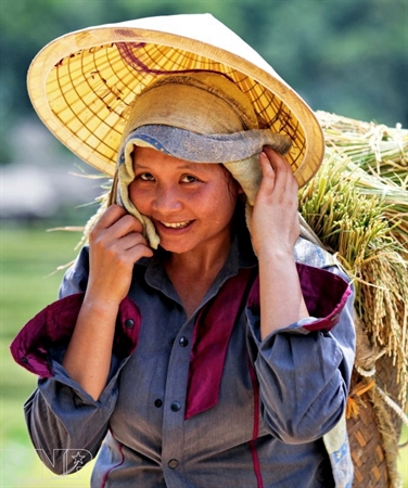 Carrying rice to the hamlets. Photo: Viet Cuong