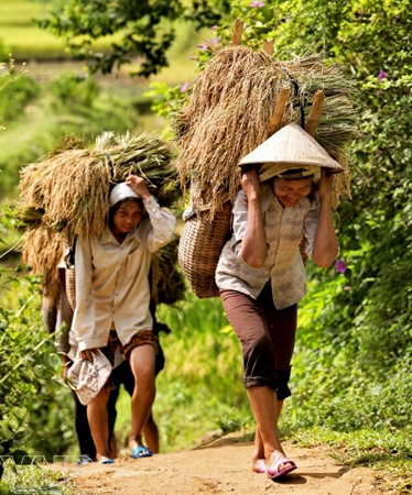 Due to the terrain being separated by ranges of low mountains, the local people must carry rice to their hamlets. Photo: Viet Cuong