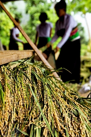 Glutinous rice is a speciality of the Thai people in Phu Luong. Photo: Thong Thien