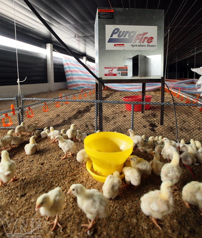 Raising Chickens on Cooling Farms Photo News Dong Nai Newspaper