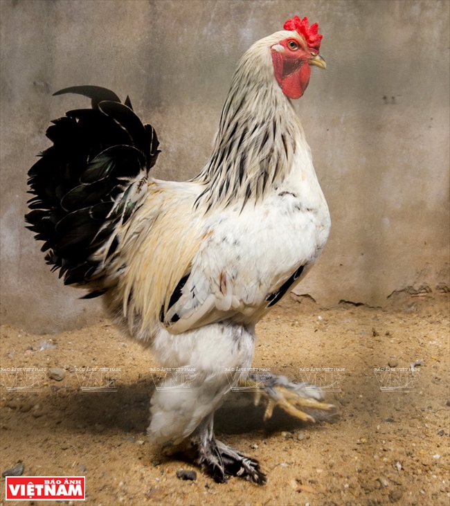 ... into Vietnam, Brahma chickens are well liked in the domestic market