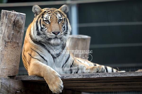 Year of the Tiger and Mr. Thirty