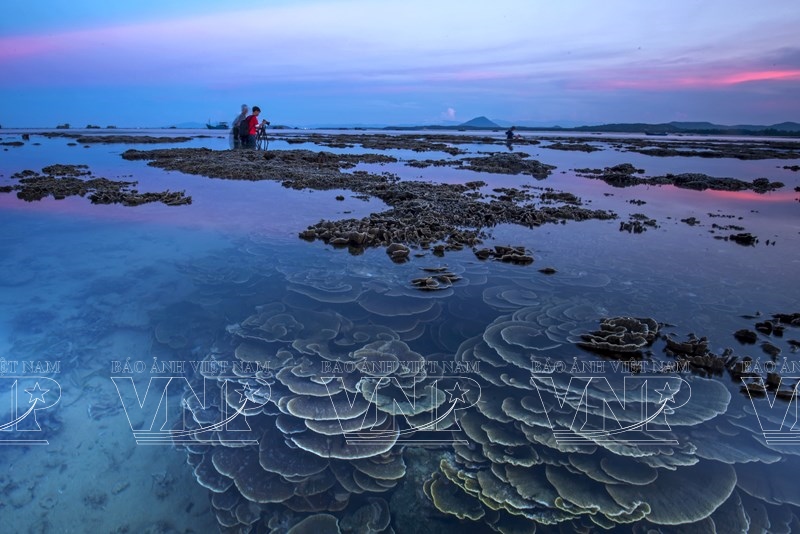 Amazing Coral Reefs on Land
