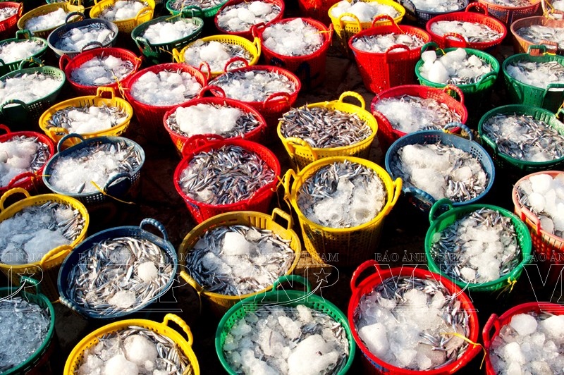 Fishing Season for Anchovies in Phuoc The