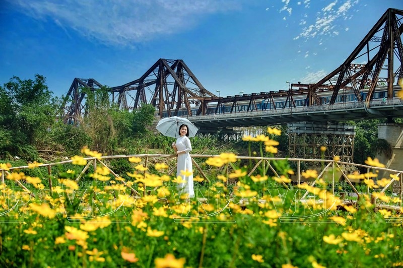 Le champ de cosmos du pont Long Biên, rencontre entre la nature et lhistoire