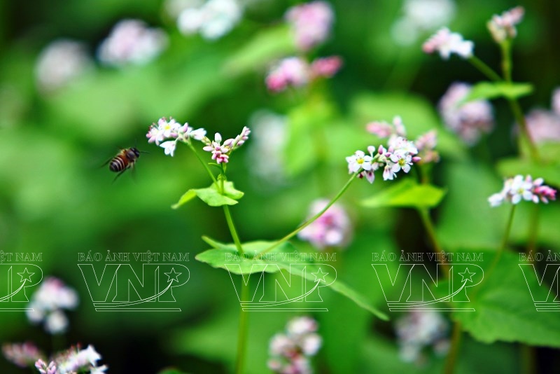 Hà Giang:  voyage au pays des fleurs de sarrasin