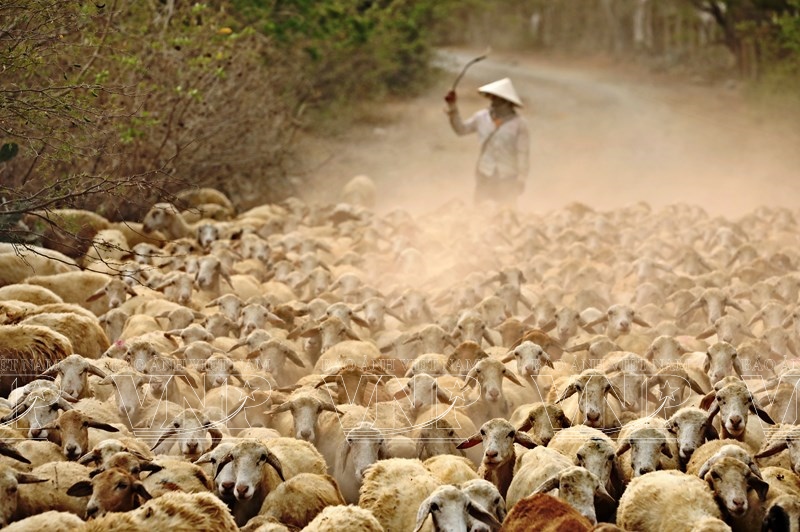 An Hoa : Un modèle délevage ovin à succès dans la province de Ninh Thuân