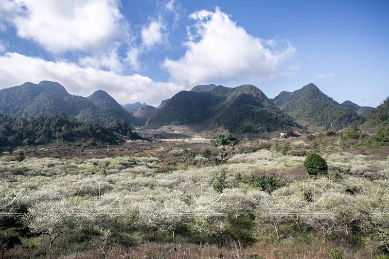 Moc Chau Plum Blossom Season