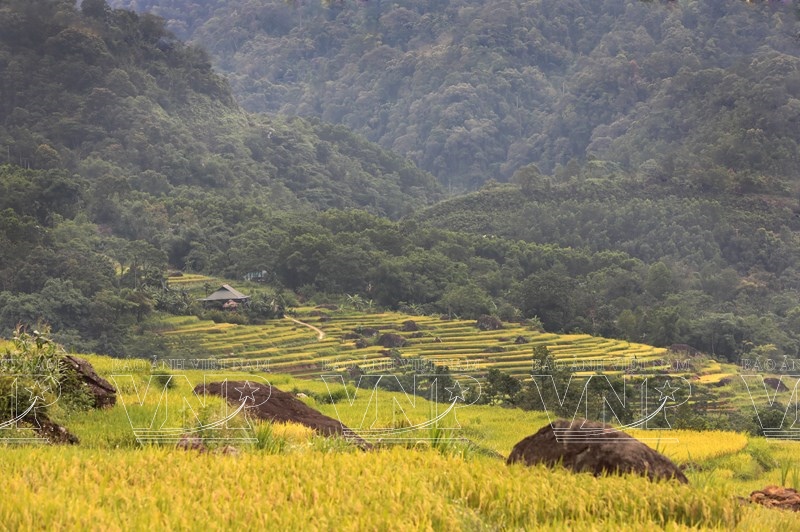 Pù Luông mùa vàng