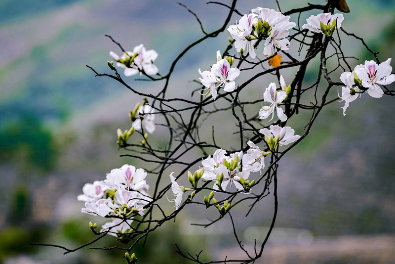 Bauhinia flowers blooming brilliantly in Dien Bien