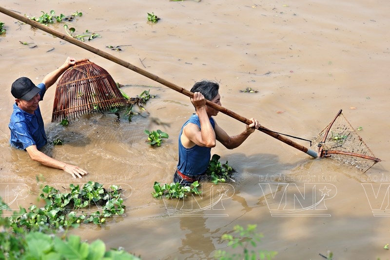 Giữ hồn sông nước qua màn dập sào bắt cá trên dòng Tích Giang
