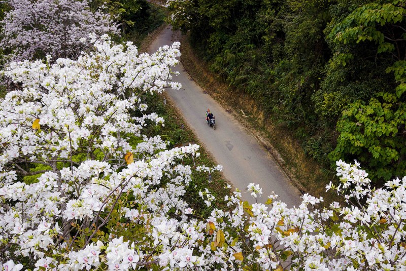 Dien Biens Mountain Passes in Ban flowers Blooming Season