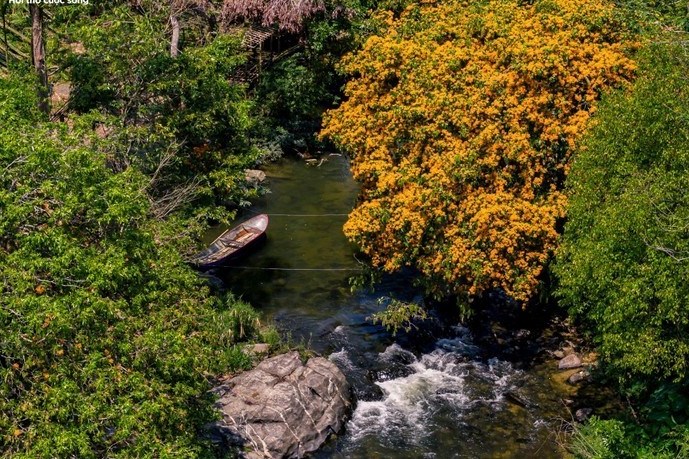 ດອກເຂັມປ່າ ບານສະພັ່ງ - ທິດາ ຂອງເຂດພູຜາປ່າໄມ້ ຢາລາຍ ໄດ້ປຸກລຸກ