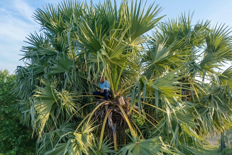 Palm Sugar in An Giangs Bay Nui: A Taste of Sweet Tradition