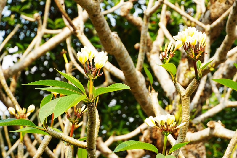 Spring in Full Bloom at Hue Imperial Citadel