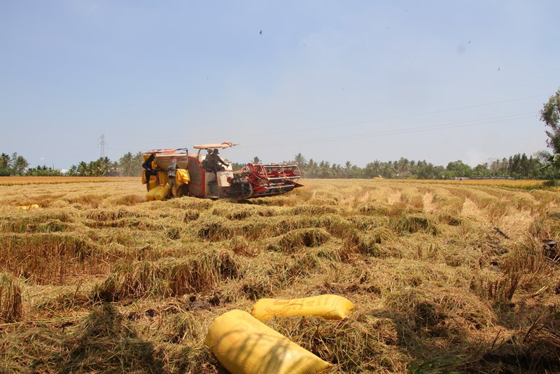 Ca Mau Celebrates the Tradition of Wet-Rice Cultivation