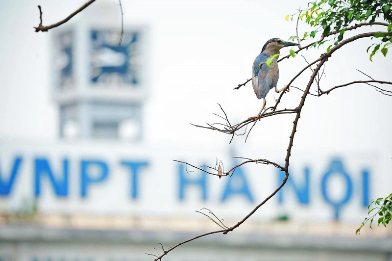 Dat Lanh Chim Dau - Wild Birds Settle at Hoan Kiem Lake