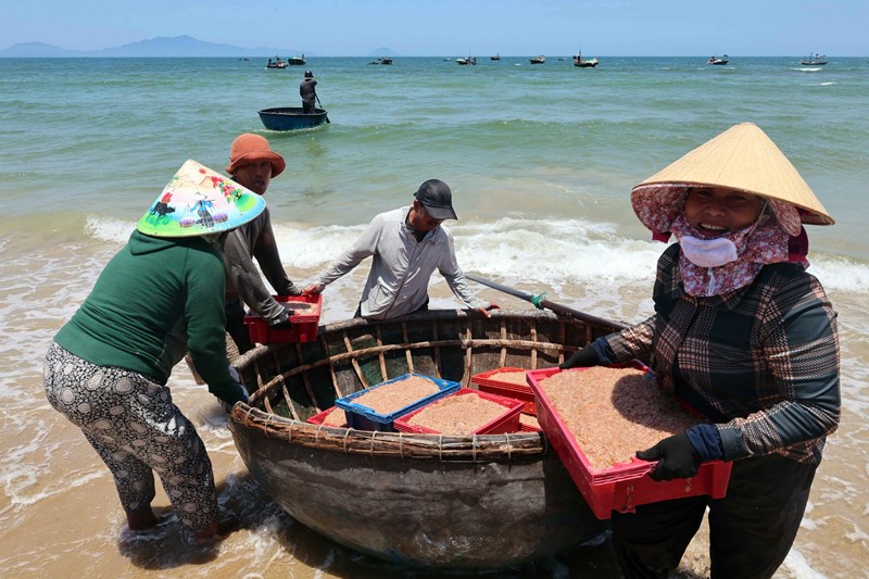 Da Nang fishermen rejoice with bumper harvest of tiny sea prawns