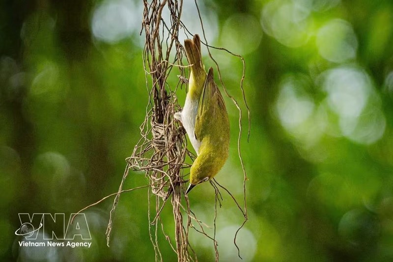 Aves silvestres regresan al lago Hoan Kiem: Un remanso de paz en corazón de Hanoi