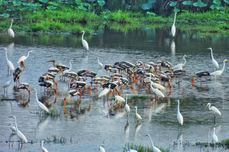 Tram Chim Steps Up Wetland Restoration Efforts