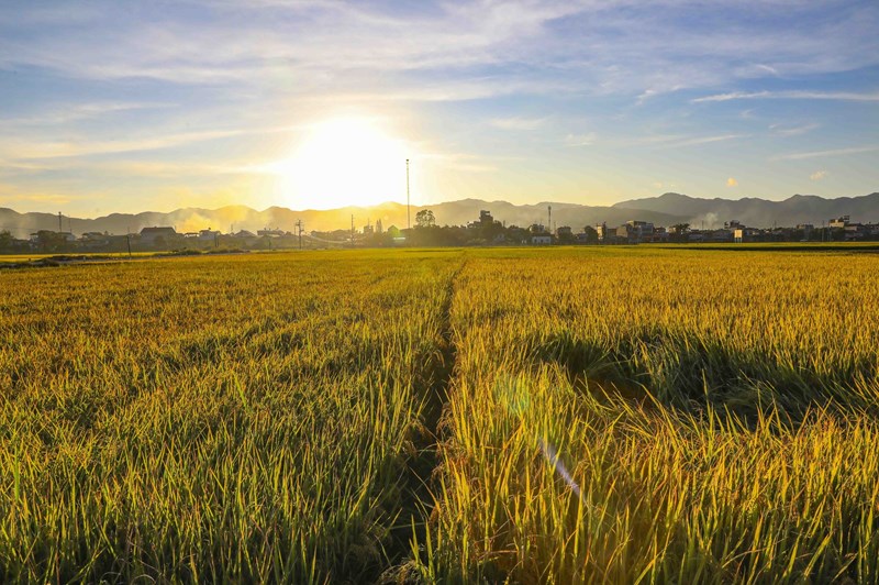 Peaceful golden harvest season in Muong Thanh, Dien Bien
