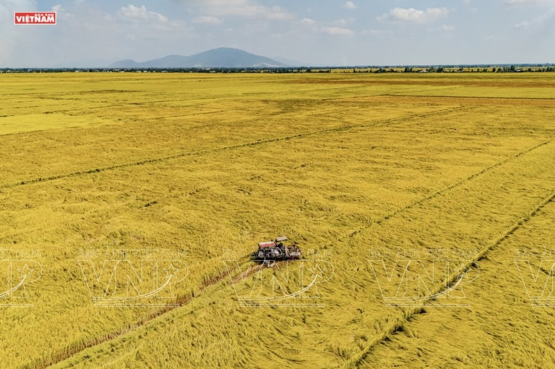 Bốn mùa trên cánh đồng Việt